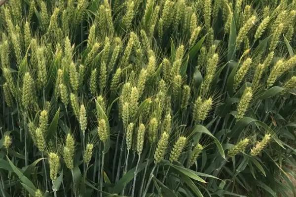 灵绿麦1号小麦种子简介，半冬性特殊用途类型小麦品种