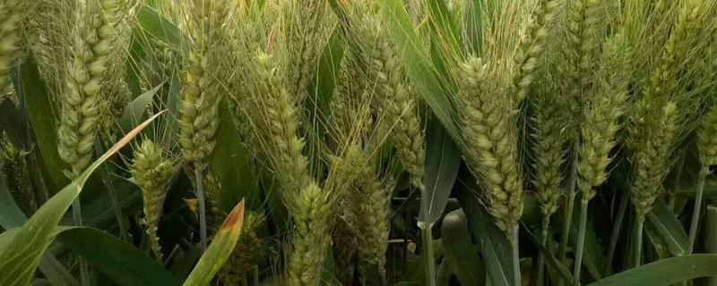 农麦22小麦种简介，适宜播种期10月上中旬