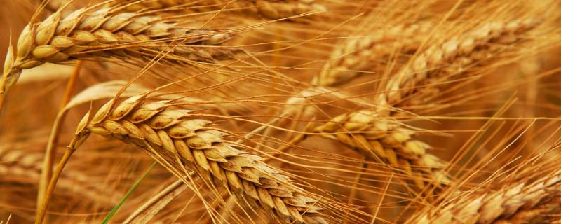 中麦875小麦种子特征特性，生育期200.1天