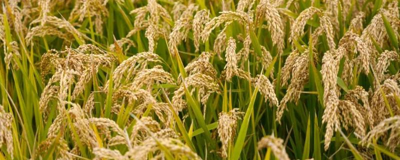 广两优188水稻种子简介，全生育期131.6天