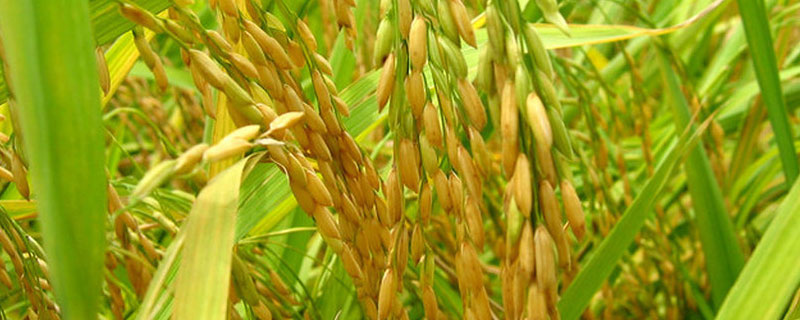 荃优412水稻种子特征特性，全生育期132.7天