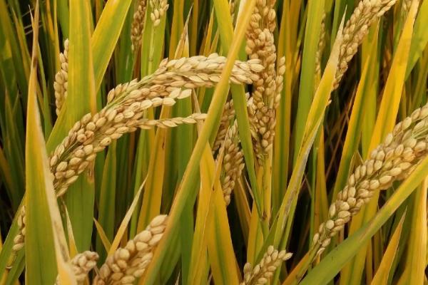 钦优5187水稻种子介绍，秧田亩播种量6-8千克