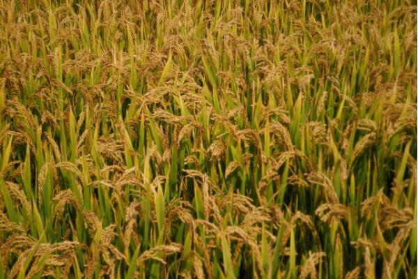 恒优520水稻品种简介，籼型三系杂交晚稻中熟品种