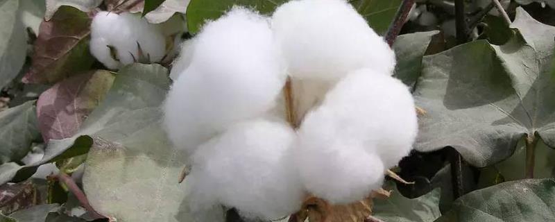 湘XH50棉花种子特征特性，每亩种植5000-6000株
