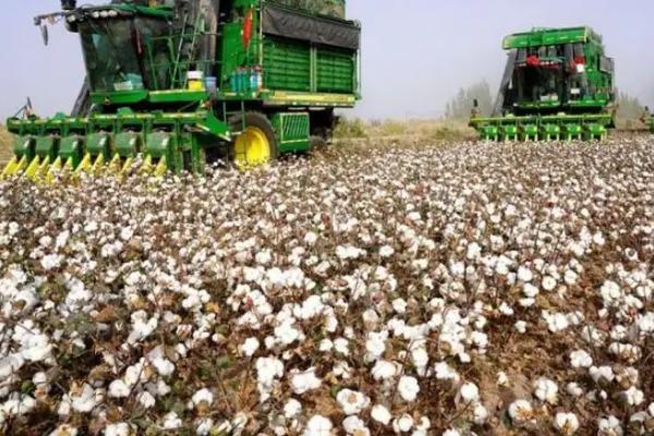 湘棉早2号棉花品种简介，每亩种植5000-6000株
