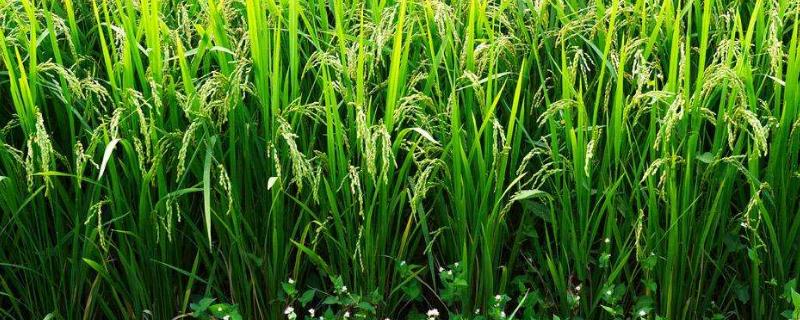 C两优银华粘水稻品种简介，秧田亩播种量10千克