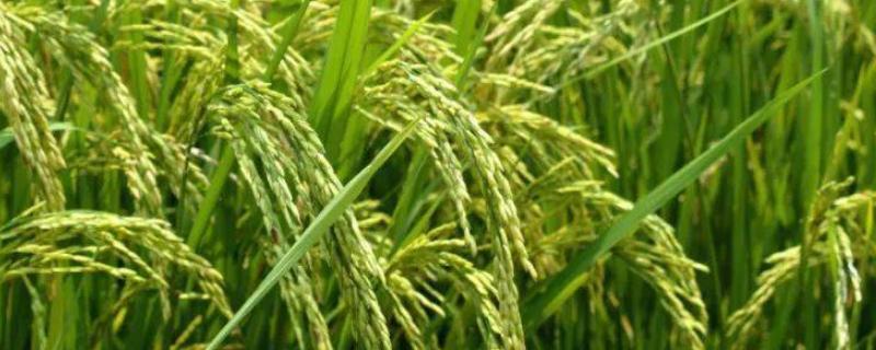 隆两优5203水稻种子简介，4月中下旬播种