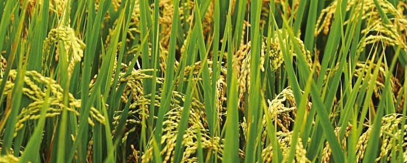 C两优新华粘水稻品种的特性，全生育期131.0天