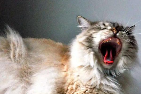 猫咪一直哈气的原因，可能是感受到威胁或中暑等