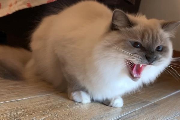 猫咪一直哈气的原因，可能是感受到威胁或中暑等