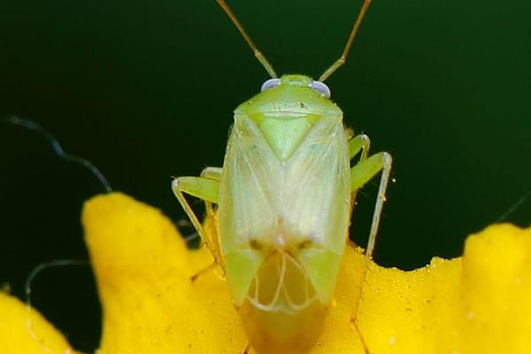 桃树谢花后常见虫害及防控措施，常见的有蚜虫、介壳虫等
