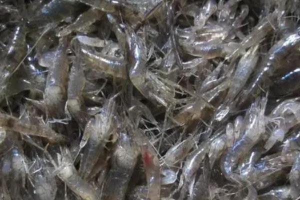 河虾与海虾之间的区别，生存环境和品种等均不同