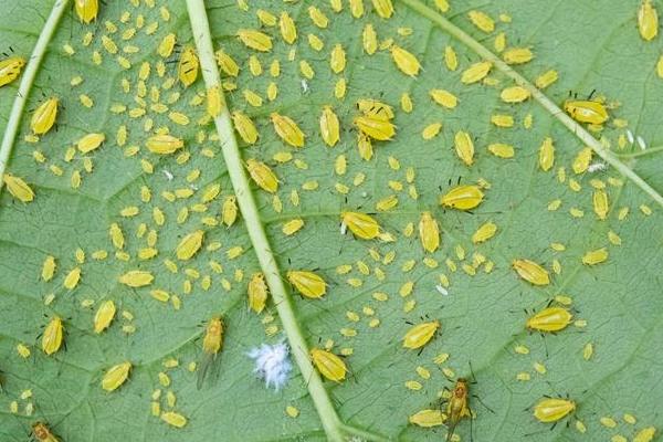 蚜虫的生物防治方法，主要是保护和利用天敌