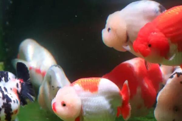 金鱼不吃什么水草，常见的有水榕水草、珍珠草、皇冠草等