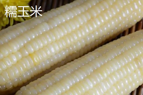 糯玉米和普通玉米的区别，口感、胚乳和千粒重均不同