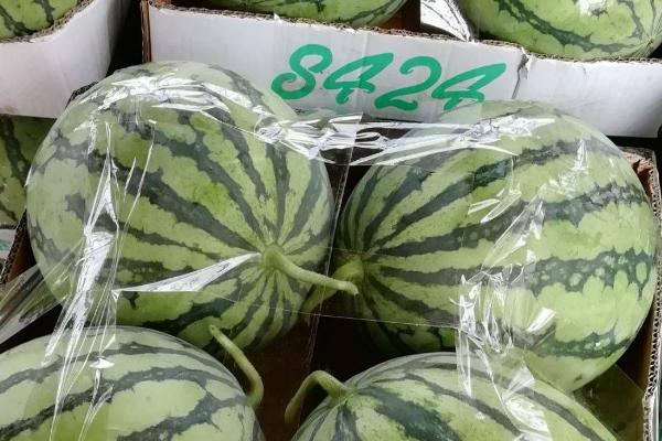 西瓜苗品种，常见的有麒麟8424、沙漠118等