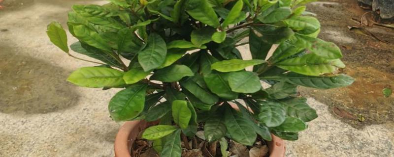 怎么对盆栽神秘果施肥，盛花期喷施硼砂可提高坐果率