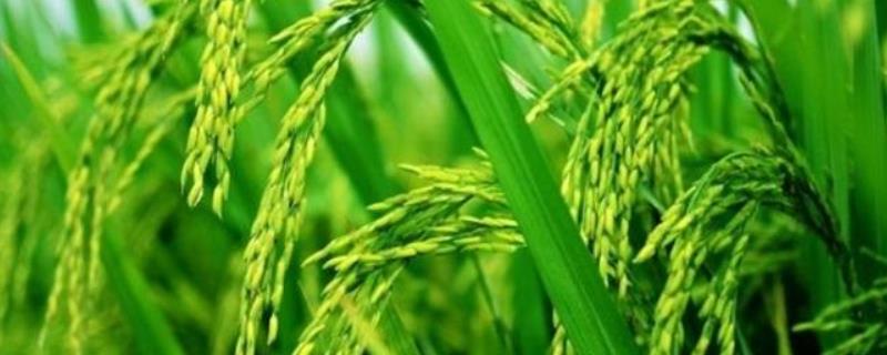 成优4001（区试名称：凯丰优4001）水稻种子特点，综合防治”的方针