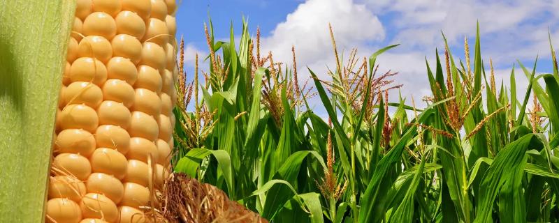 基玉2号（试验名称：田野966）玉米品种的特性，并每亩加施复合肥25千克