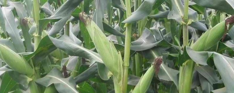 峰禾1289（试验名称：峰禾1289）玉米品种的特性，注意防治病虫鼠害