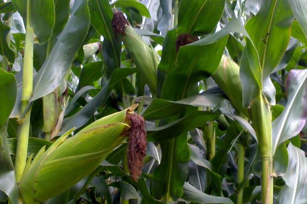 珍禾978（试验名称：珍禾978）玉米种简介，注意防治病虫害
