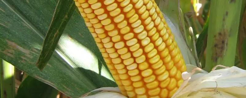 金耕28号（试验名称：金耕28号）玉米种子特征特性，中抗纹枯病