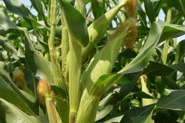 宣白玉2号（试验名称：宣白玉2号）玉米品种的特性，选择中等肥力地块