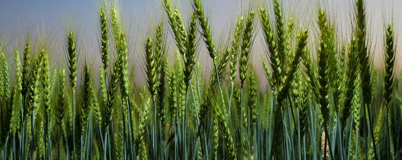 云麦77（试验名称：弥136-7）小麦种子介绍，每亩播8～10千克