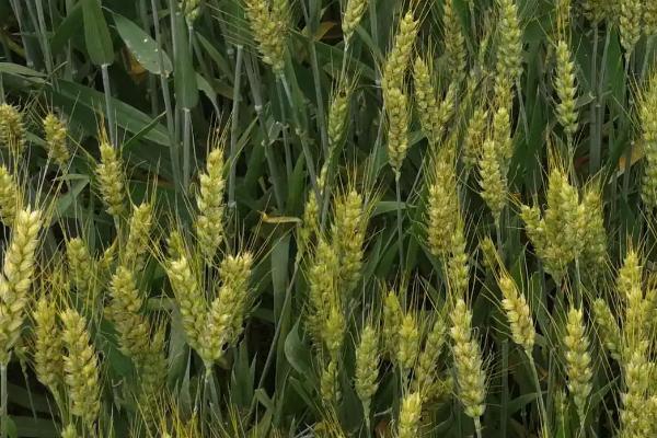 云麦78（试验名称：云10D4-3）小麦种子介绍，小麦生育期间