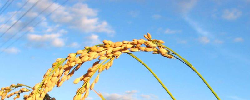 玉粳25号（试验名称：玉16H-18）水稻种子特点，注意稻曲病及百叶枯病的防治