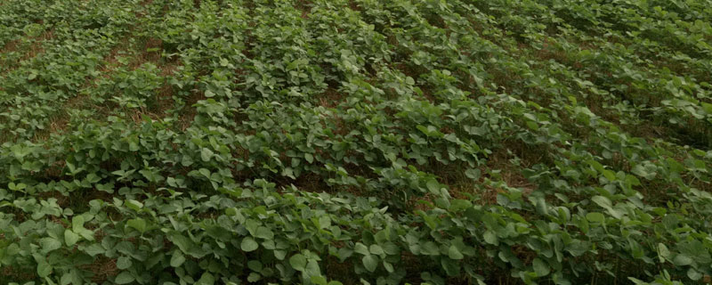 云黄14（试验名称：云大豆14号）大豆种子特征特性，密度2-5万株/亩