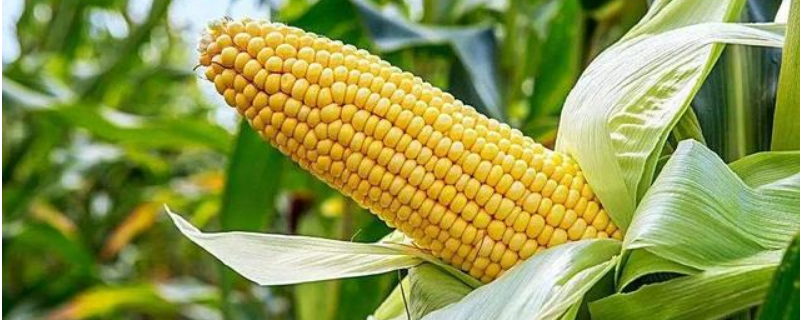 榆玉6号玉米种子特征特性，注意防治病虫害