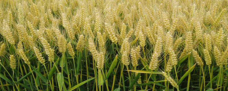 普冰2011小麦种子介绍，适宜播期10月中下旬