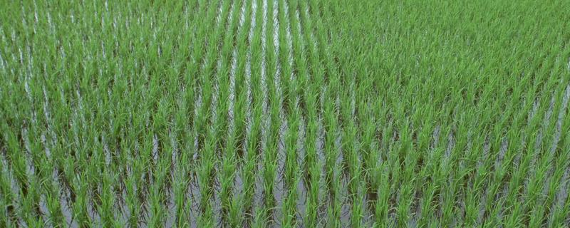 羌穗100水稻品种简介，注意防治病虫害