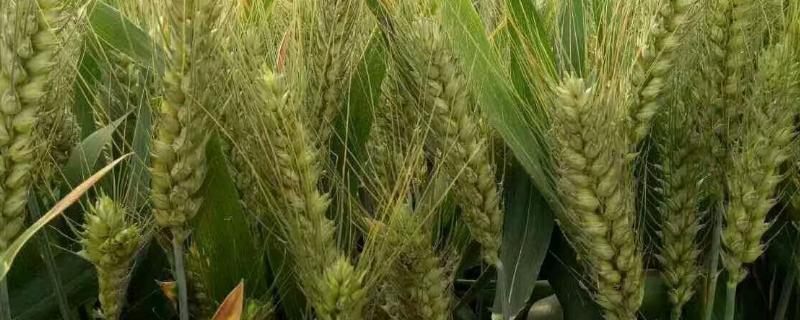 西农059小麦种子特点，该品种属半冬性中早熟品种