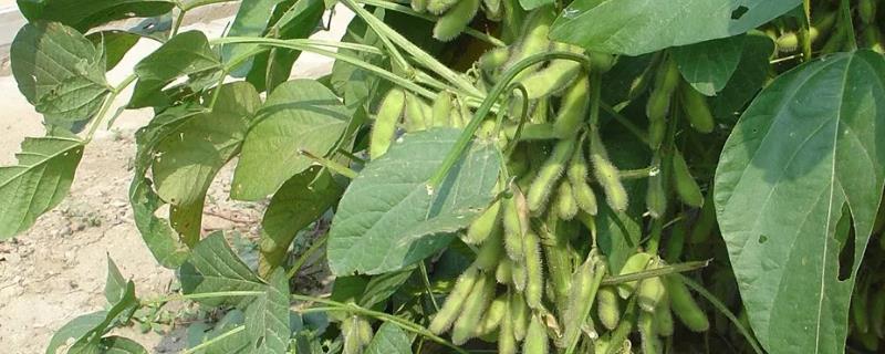 陕垦青豆1号大豆种子介绍，亩播种量6公斤左右
