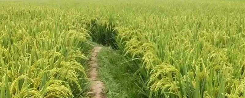 禾香优2000水稻种简介，注意防治病虫害