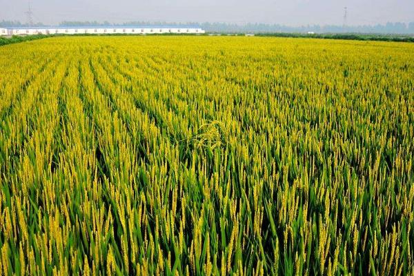 羌穗100水稻品种简介，注意防治病虫害