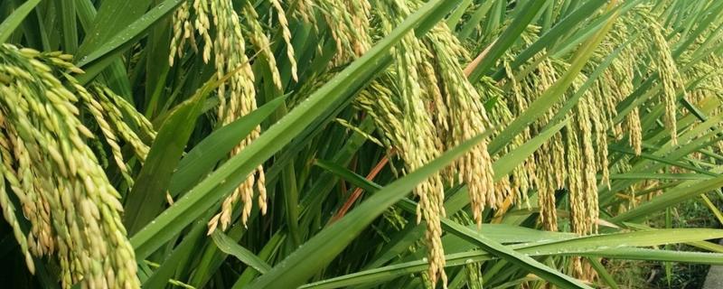 邦两优香丝苗水稻种简介，全生育期早稻124.1天