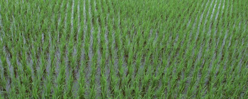 中浙优394水稻种子特征特性，全生育期110～119天