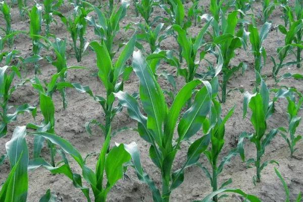 润丰66玉米种简介，亩植密度3000株左右