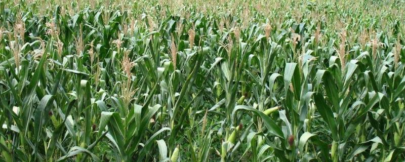 润丰66玉米种简介，亩植密度3000株左右