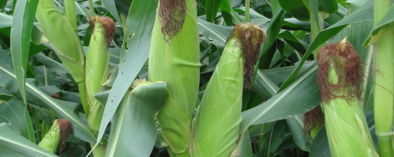 奥玉白99玉米种子特征特性，生育期137.6天