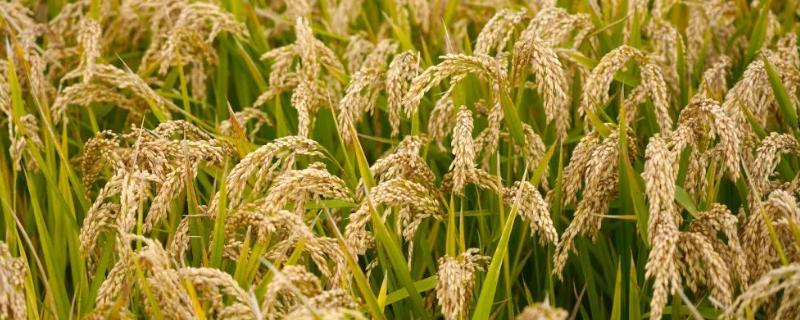 禾5优727水稻种子特点，注意防治稻瘟病