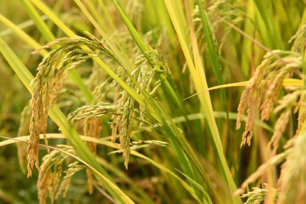 蓉优702水稻品种简介，注意防治稻瘟病和纹枯病