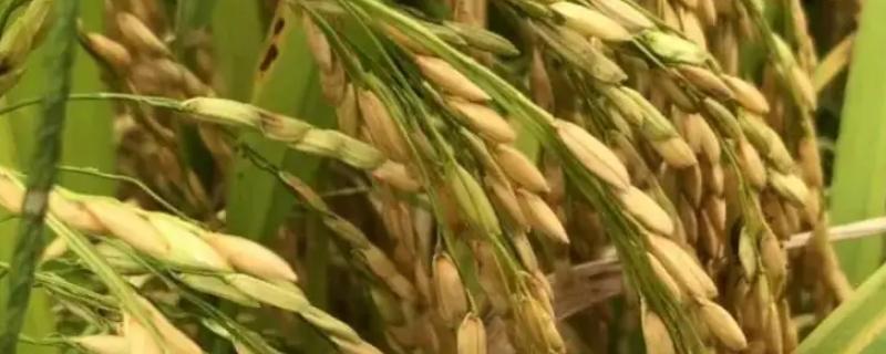 花优12水稻种子特点，综合防治病虫害