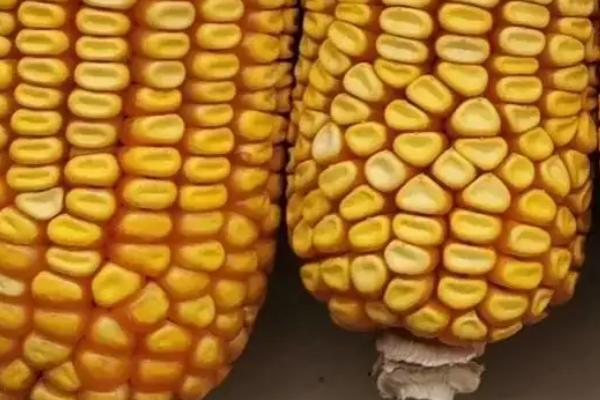 惠民585玉米种子介绍，密度每亩3000株为宜