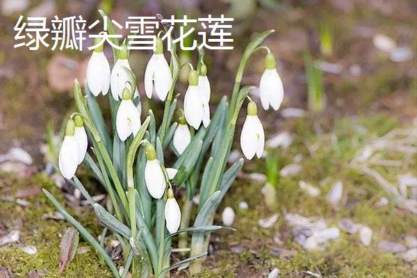 雪花莲的品种，常见的有金色萨维尔、绿瓣尖雪花莲等