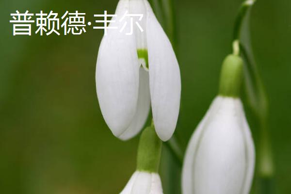 雪花莲的品种，常见的有金色萨维尔、绿瓣尖雪花莲等
