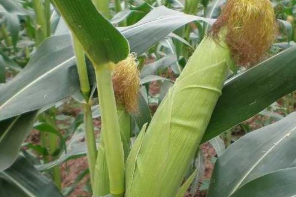 迪卡1627玉米种植积温，种植在≥10℃活动积温2200℃以上地区